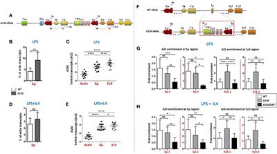 Switch Tandem Repeats Influence the Choice of the Alternative End-Joining Pathway in Immunoglobulin Class Switch Recombination